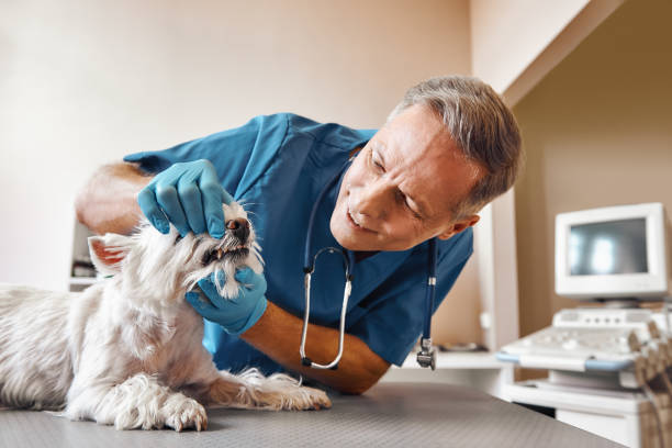 Best Emergency Root Canal Therapy in North Belle Vernon, PA